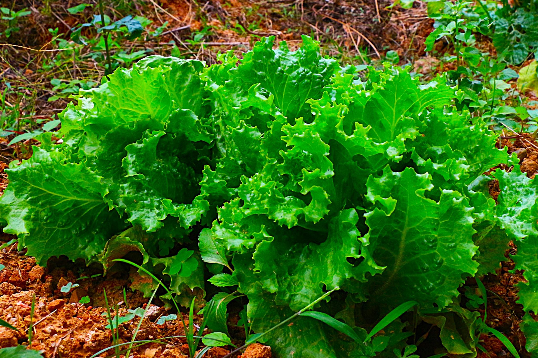 betway必威西汉姆联